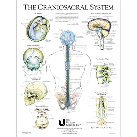 Healing-Of-Cranial