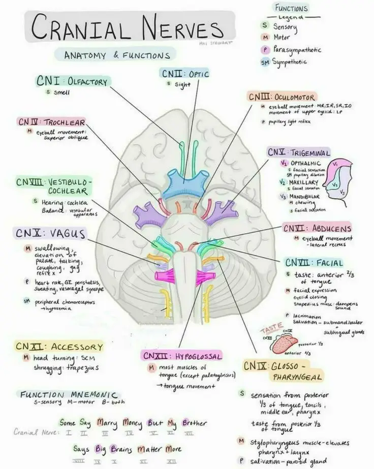 Healing-Of-Cranial